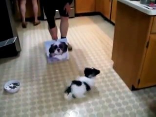 Best Puppy Disapproves Dog Calendar Funny dog videos 2013 Ever