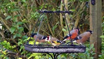 Bullfinch, Goldfinch and Chaffinch - A Good Day on The Bird Feeder