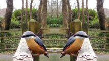 Here Come the Birds - Robin, Nuthatch, Blue Tit and More - Mirror Version