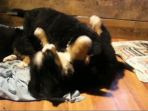 21 fév Dans le parc - Lily Rose, Looping, Lister et Lennon