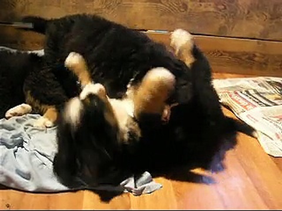 21 fév Dans le parc - Lily Rose, Looping, Lister et Lennon