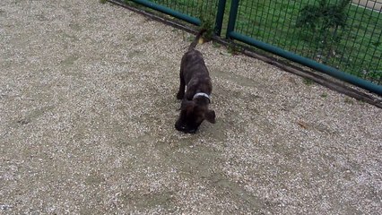 les chiots au mordant