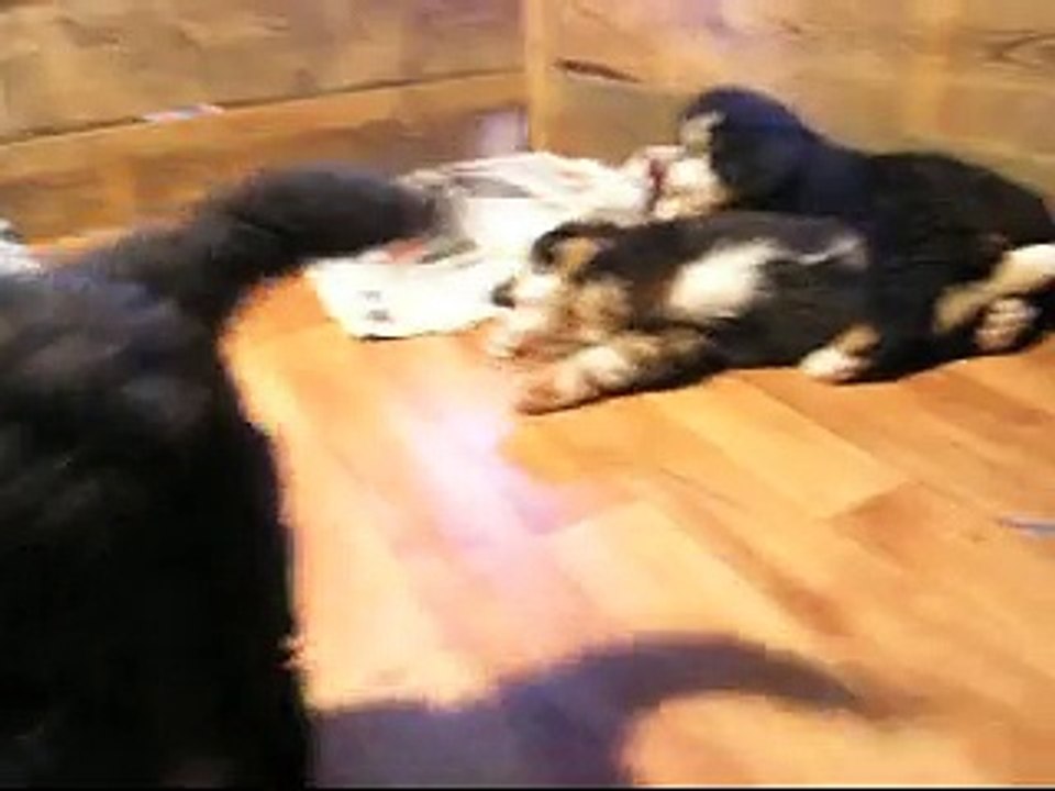 21 fév Femelle verte, Lily Rose et Lister