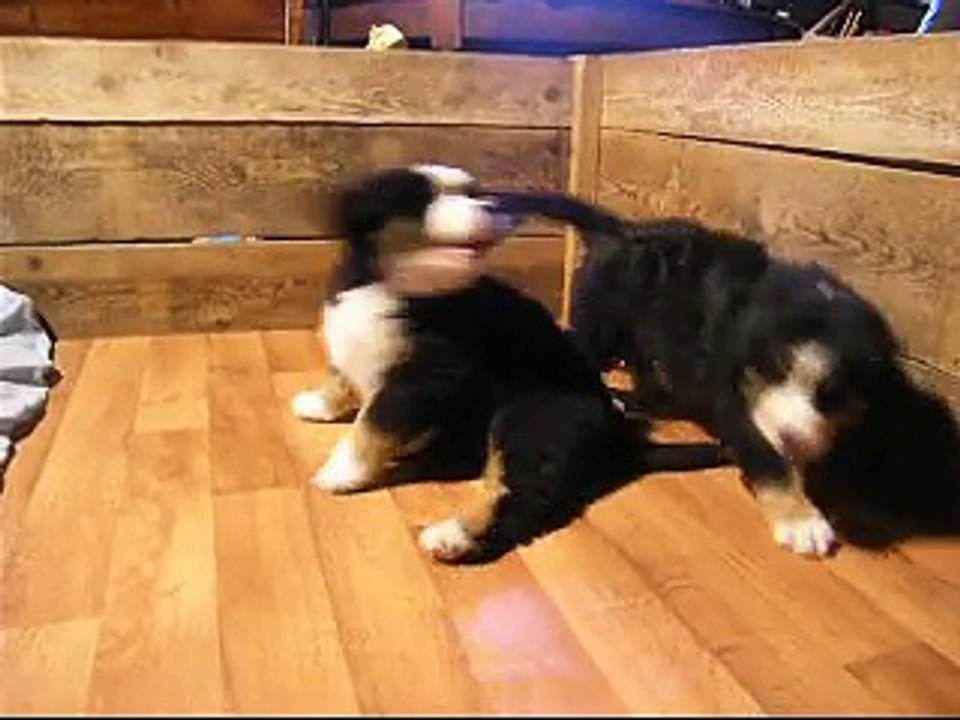 21 février Looping et femelle verte