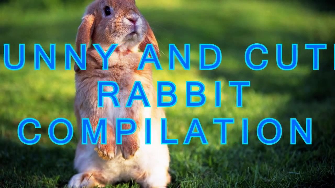 Funny and cute rabbit videos compilation