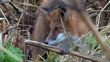 Brave Cat chases Fox - Храбрый Кот прогоняет Лису - Приколъ !