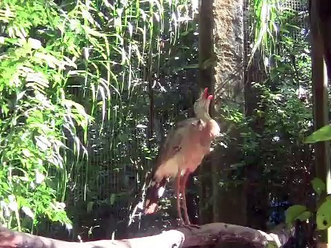 Brésil, Parque das Aves, Iguazu 2015
