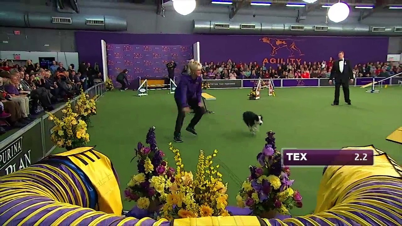 Un chien de concours super rapide