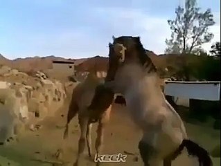 Friendship Between Camel and Horse