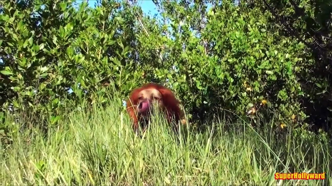 LION PRANK!