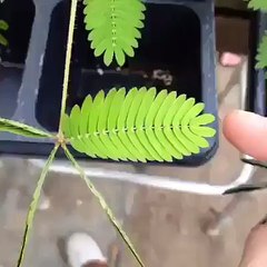 Majical Touch Me Not Plant