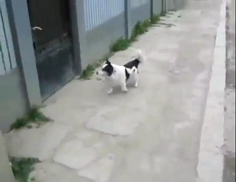 Smartest Dog Ever - Funny - Самая умная Собака - Приколъ !