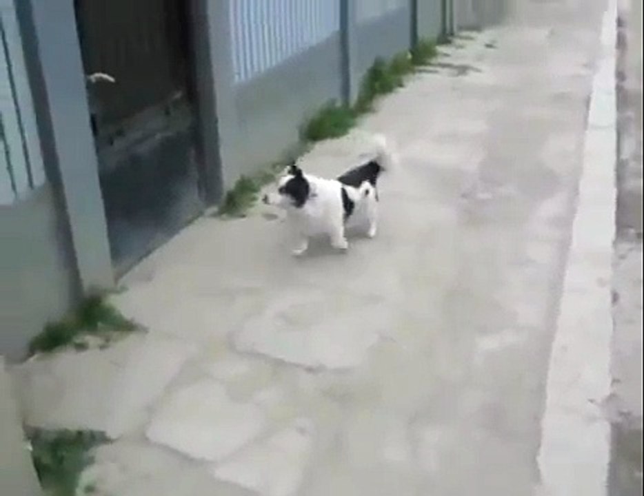 Smartest Dog Ever - Funny - Самая умная Собака - Приколъ !