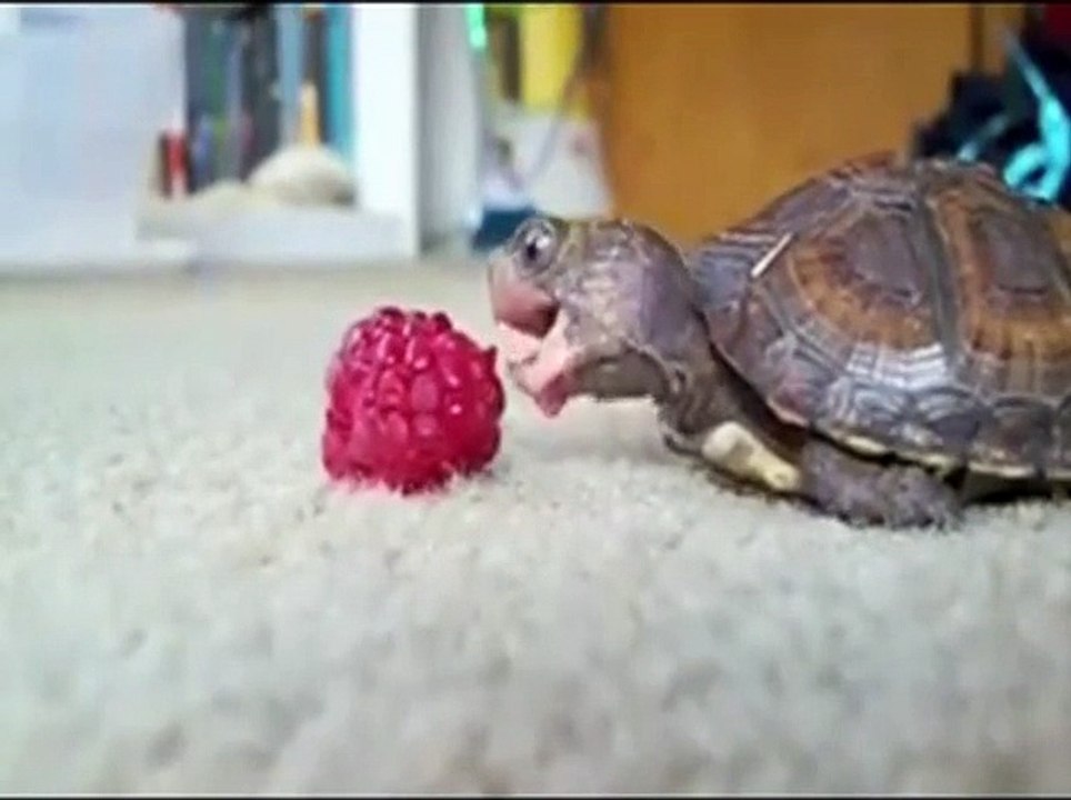 WOW - So cute !!