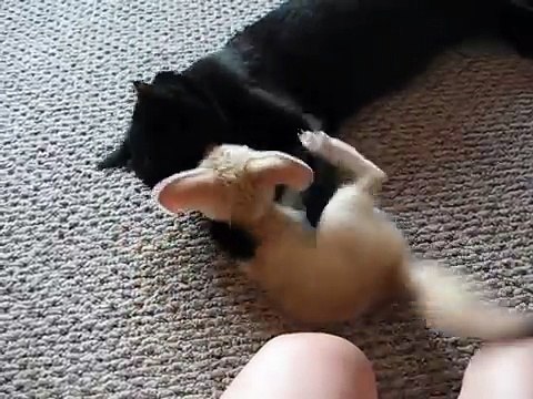 Fennec Fox plays with Cat - Фенек лисица играет с Котом