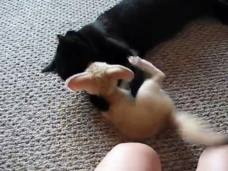 Fennec Fox plays with Cat - Фенек лисица играет с Котом
