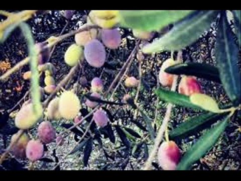 dino ayvalık zeytinyağı,cunda adası ayvalık zeytinyağı firmaları,ayvalık zeytinyağı tavsiye,özgün zeytin ayvalık,ayvalık zeytinyağı fabrikaları,en iyi ayvalık zeytinyağı hangisi,ayvalık zeytinyağı sabunu,ayvalık zeytinyağı markaları,ayvalık zeytinyağı paz