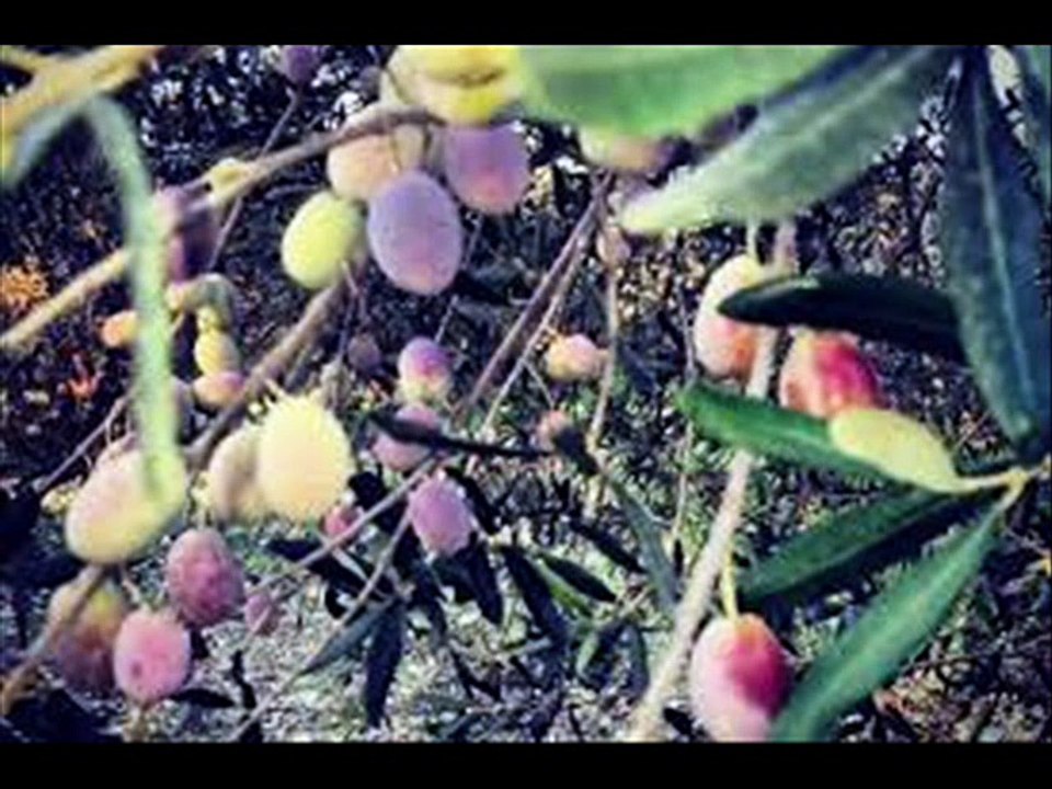 dino ayvalık zeytinyağı,cunda adası ayvalık zeytinyağı firmaları,ayvalık zeytinyağı tavsiye,özgün zeytin ayvalık,ayvalık zeytinyağı fabrikaları,en iyi ayvalık zeytinyağı hangisi,ayvalık zeytinyağı sabunu,ayvalık zeytinyağı markaları,ayvalık zeytinyağı paz