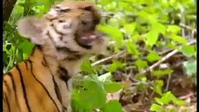 Funny Monkey taunts  Tiger cubs  - Обезьяна дастает Тигрят - Прикол !!!