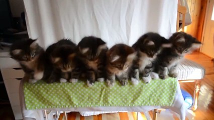 Seven Kittens Cute Cats Compilation