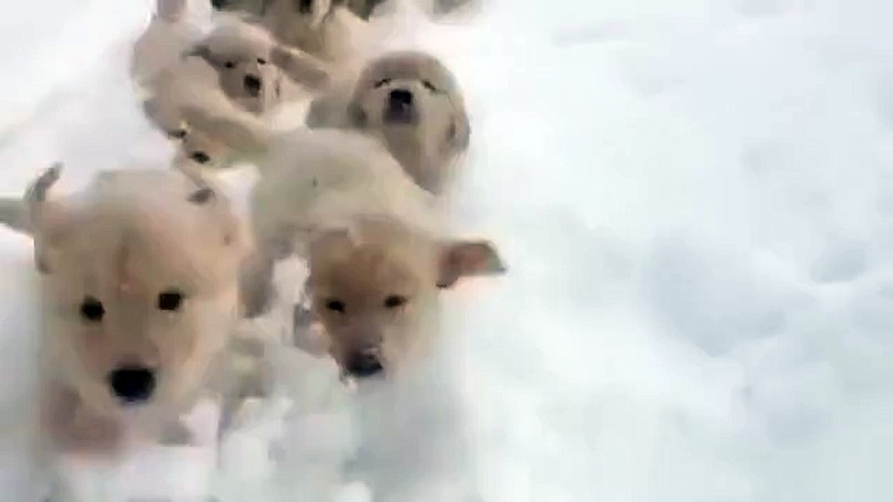 Attack of the puppies!