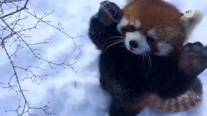 Adorable Red Panda Loves The Snow