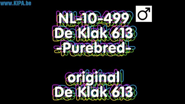 NL-10-499 SAMIEC ORIGINAL DE KLAK 613 KULBACKI RACING PIGEON STUD- Hodowla Gołębi Sportowych!