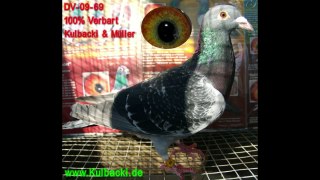 NEW PHOTOS ABOUT MY AUCTIONS PIGEONS VERBART & SCHELLENS www.KULBACKI.de, www.dobrylot.ACEboard.com