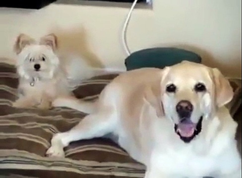Bro .. Your tail .. Your tail... Stop It!!!More Amazing Article , Please Vis...