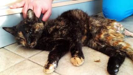 Crystal, the kitty with a broken back that refused to die