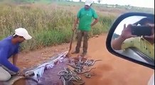 Wow i have never seen this before. More than 500 snakes found in anaconda stomach