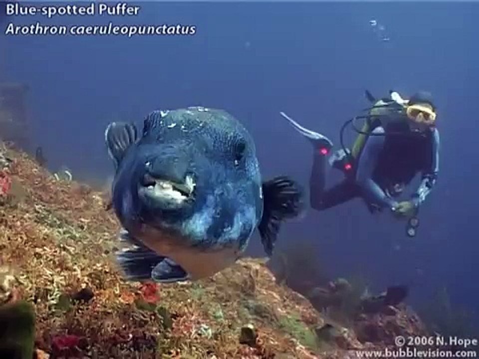 Tulamben Drop-Off, Bali