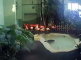 a group of red Flamingoes in winter Japanease Zoo Video pet bird animals safari amazon africa