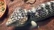 very cute! a couple of Sand Lizards in winter Zoo Video pet animals safari amazon africa