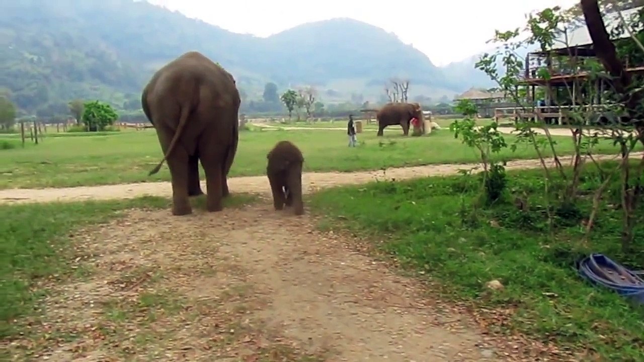 Baby Elephant Navann's Outing