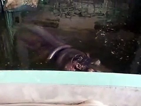 very cute! a couple of Sand Lizards in winter Zoo Video pet animals safari amazon africa - YouTube