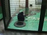 very cute! the jumping gibbon ape in winter Japanease Zoo Video animals safari amazon africa