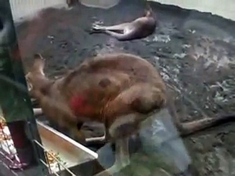 very cute!　the scraching Kangaroo in winter Zoo Video pet animals safari amazon africa