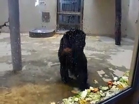 a group of red Flamingoes in winter Japanease Zoo Video pet bird animals safari amazon africa