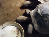 very cute! a couple of giant tortoises in winter Japanease Zoo Video petturtle animals amazon