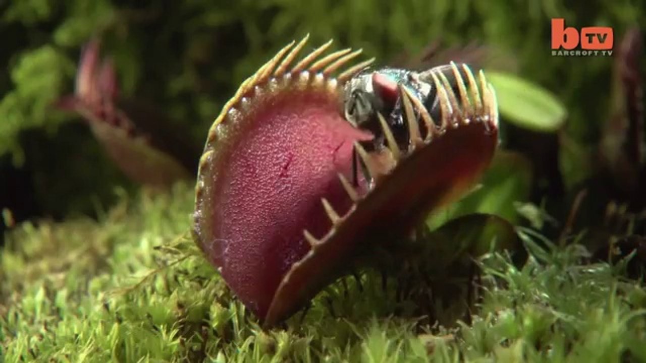 Plants That Eat Flesh - Carnivorous Plants