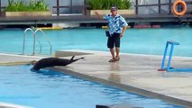 Sea Lions - Manila Ocean Park