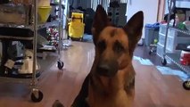 Funny Video German Shepherd Dog Gets Epic Bath Sad Cute and Very Funny