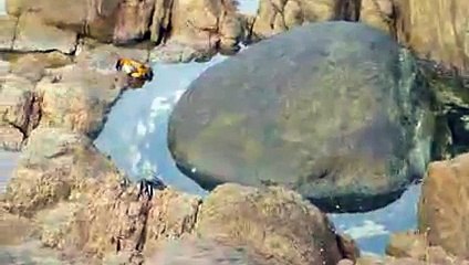 Octopus gets crabby in Yallingup