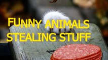 Funny animals stealing stuff - Cute animal compilation.mp4