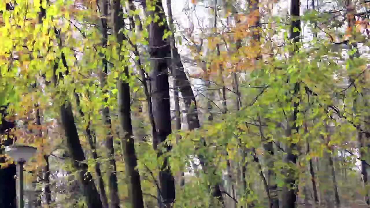 Timelapse/Zeitraffer - Pinneberg Wald 2013 /Full Film/Ganzer Film/Complete Movie