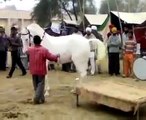 2013 Pakistan horse dance mast kora must watch mangla dam - Pakfiles