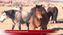 Balkanlar'ın vahşi atları