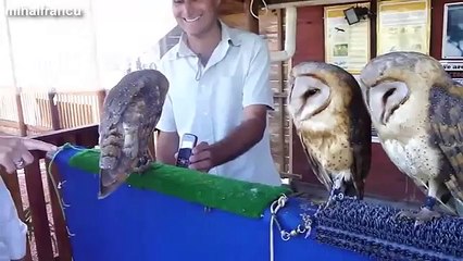 Funny Animals Compilation Funny Pranks 2015 Funny Videos Funny Cats Funny Clip.mp4