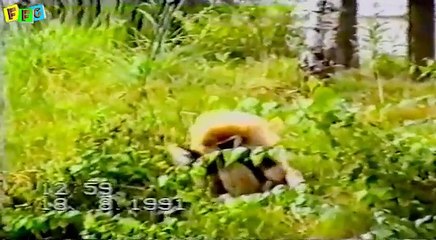 Top funny Animal Videos _ Funny Animals Compilation _ Funny cat videos _ funny dog videos.mp4